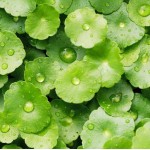 Centella asiatica.P.E