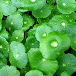Centella asiatica.P.E