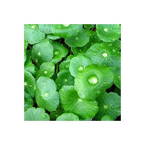 Centella asiatica.P.E