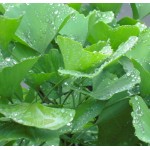 Ginkgo Biloba Extract