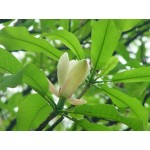Magnolia officinalis P.E.