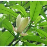 Magnolia officinalis P.E.