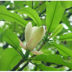 Magnolia officinalis P.E.