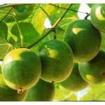 Luo Han Guo(Lo Han Guo) Extract
