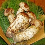 Agaricus Blazti P.E
