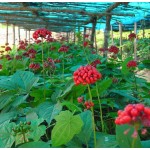 Ginseng Extract