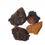 Chaga Mushroom Extract