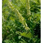 Radix Sophorae Flavescescentis.P.E