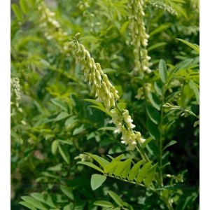 Radix Sophorae Flavescescentis.P.E