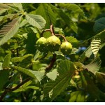 Horse Chestnut P.E