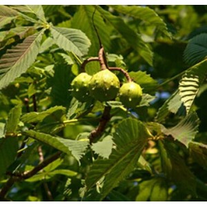 Horse Chestnut P.E