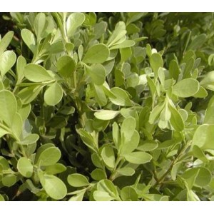 Smoketree. P.E.