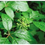 Siberian Ginseng.PE